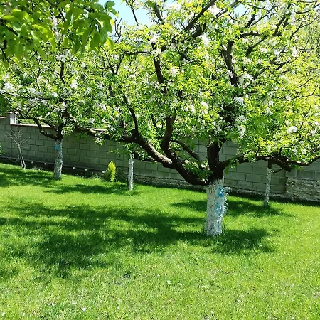Detelina * Balcsik