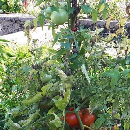 Detelina